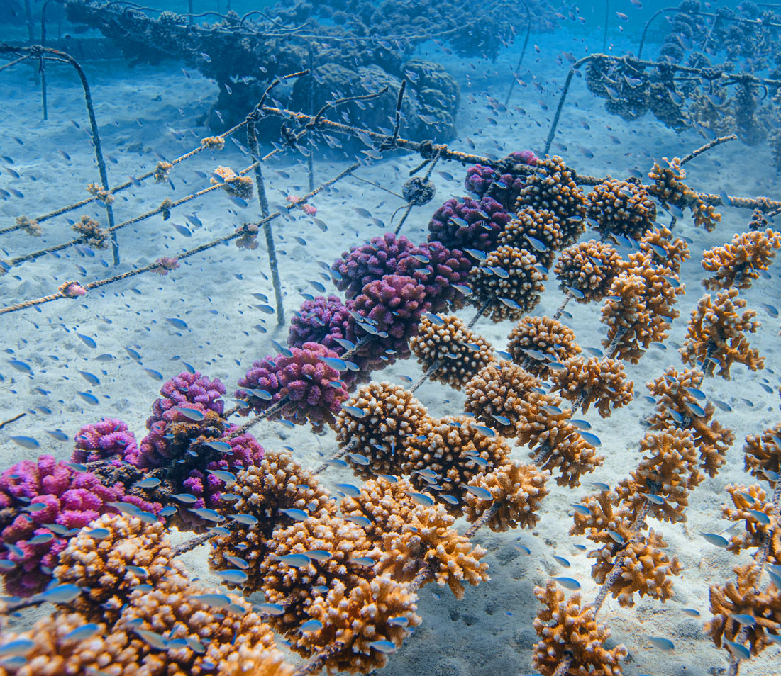 French Polynesia