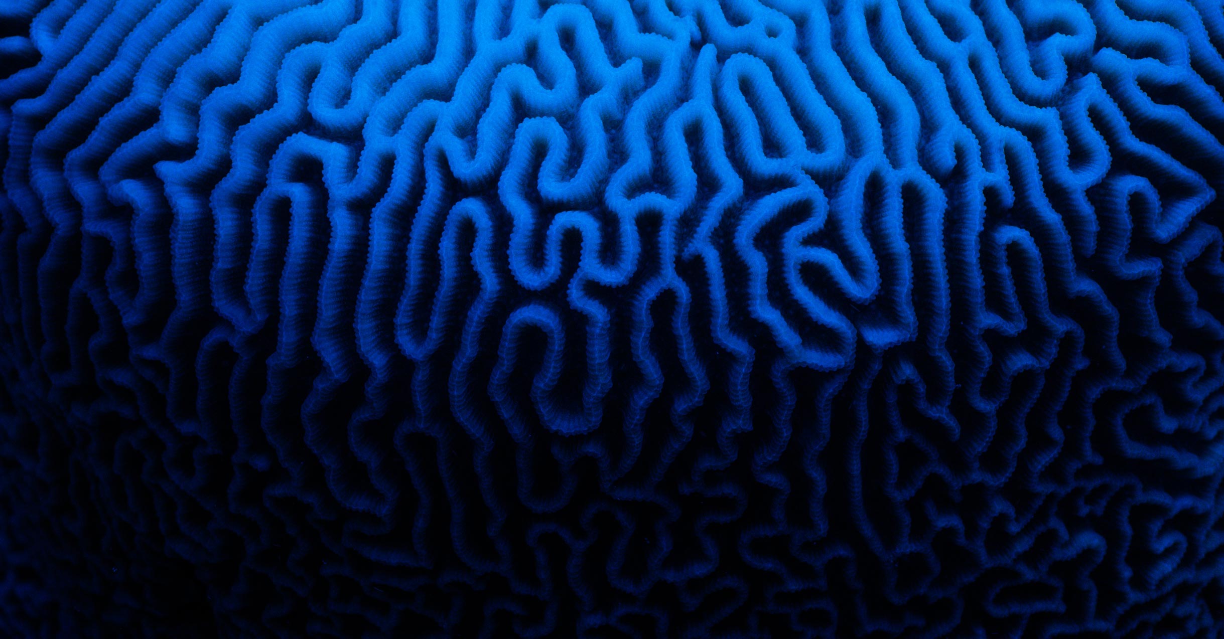 Coral Gardeners